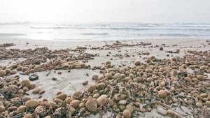 Tiêu đề:
Mediterranean Beaches See Surge in Plastic-Laden 