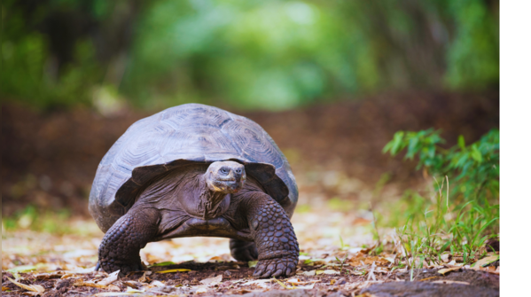 Galápagos, Ecuador