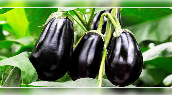 Nightshade vegetables should be avoided