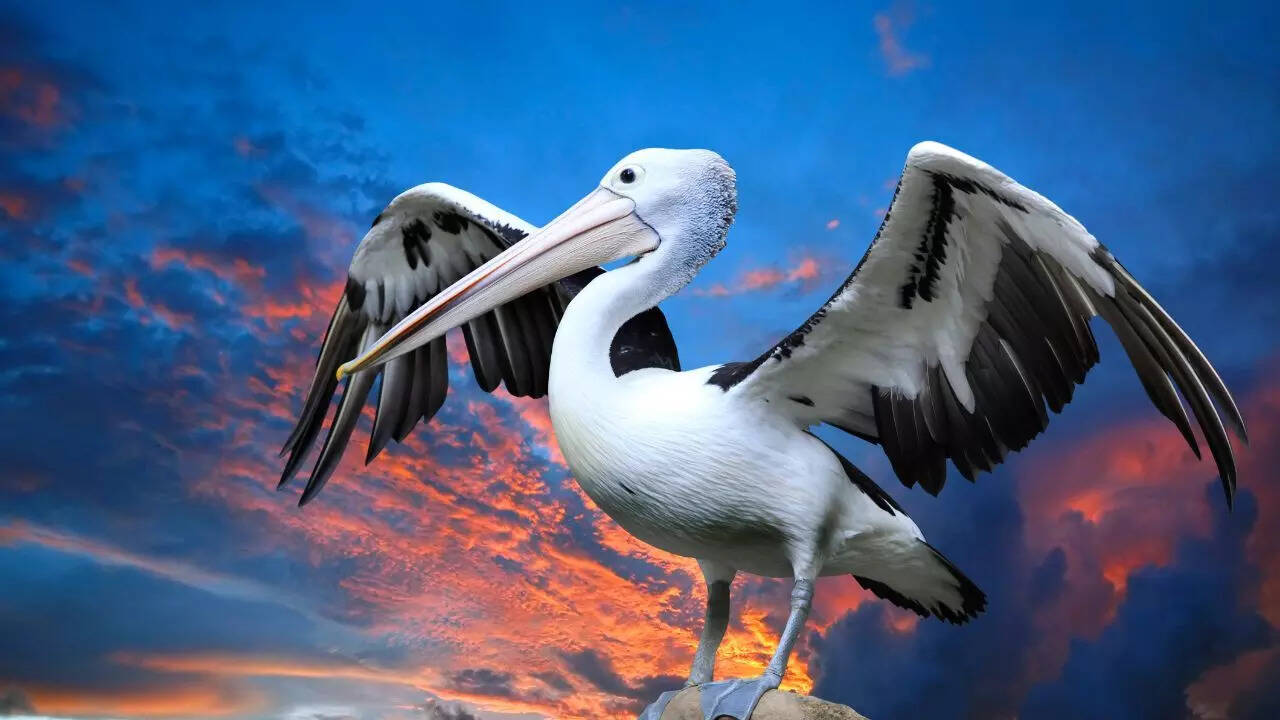 Pelican